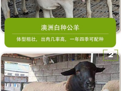 供应特级纯种小尾寒羊母羊黑头杜泊羊规模养殖管理技术推广图2