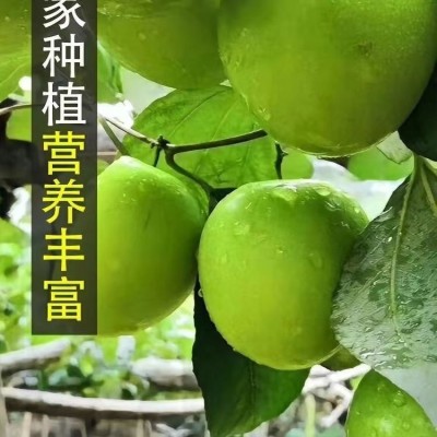 牛奶大青枣3斤大果/盒装图3