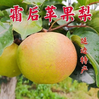 吉林延边苹果梨6斤/ 盒图6