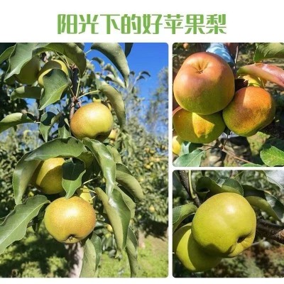 吉林延边苹果梨6斤/ 盒图4