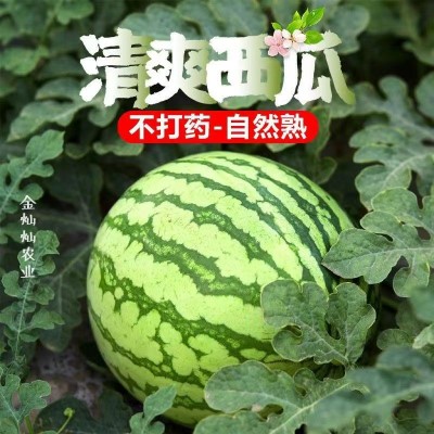 正宗冰糖麒麟西瓜  红壤冰糖西瓜皮薄多汁 一颗装 5-7斤/盒装图2