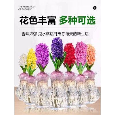 风信子种球水养土培套餐冬季花卉种籽四季耐寒易种活室内庭院盆栽图4