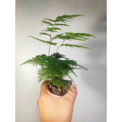 文竹盆栽盆景植物室内客厅花卉办公室桌面绿植好养四季常青大盆栽图3