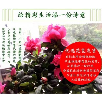 四季开花映山红杜鹃花苗盆栽室内庭院植物杜娟花树状盆带花苞发货图4