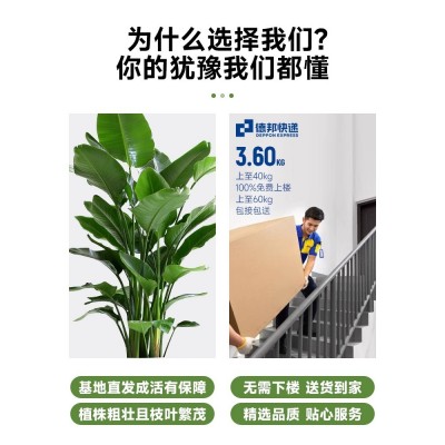 天堂鸟盆栽客厅办公室内大型绿植四季花卉大叶植物新房家用吸甲醛图3