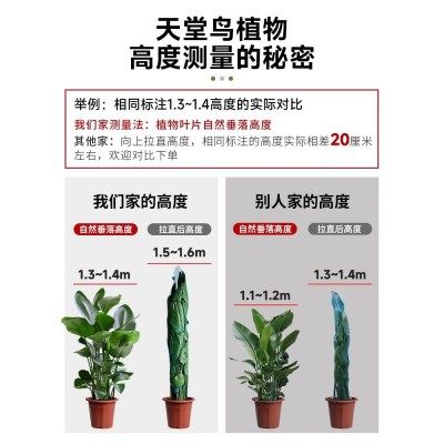 天堂鸟盆栽客厅办公室内大型绿植四季花卉大叶植物新房家用吸甲醛图2