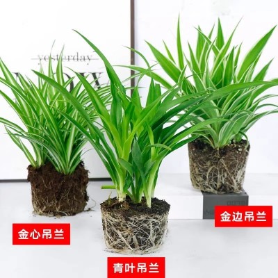 花卉盆栽绿萝发财树吊兰植物盆栽去甲醛绿植水培植物室内好养绿植图4