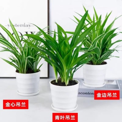 花卉盆栽绿萝发财树吊兰植物盆栽去甲醛绿植水培植物室内好养绿植图5