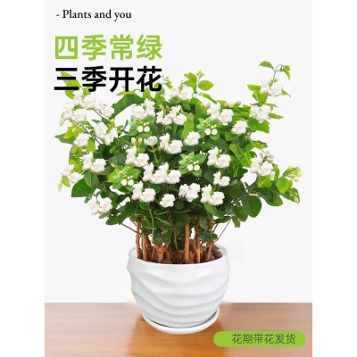 茉莉花苗盆栽带花苞老桩植物室内桌面浓香花卉四季开花好养好养图3