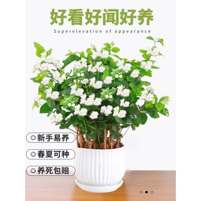 茉莉花苗盆栽带花苞老桩植物室内桌面浓香花卉四季开花好养好养图2