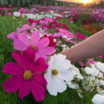 矮杆重瓣百日草花籽格桑花花种籽子四季播种开花室外易活庭院花卉图2