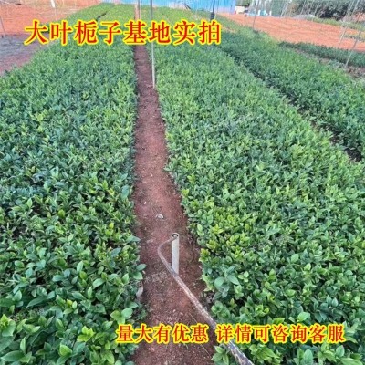 栀子花树苗大叶牡丹重瓣花卉室外庭院阳台植物四季园林绿化工程苗图2