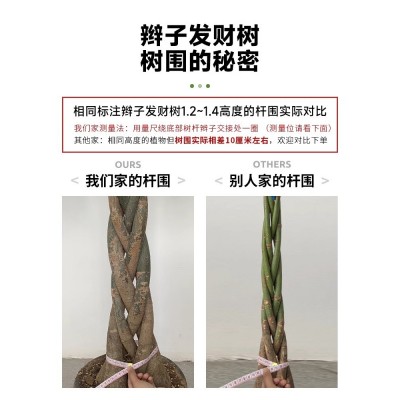 发财树客厅盆栽大招财办公室大型绿植植物花卉好养室内开业图5