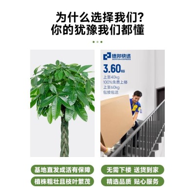 发财树客厅盆栽大招财办公室大型绿植植物花卉好养室内开业图3