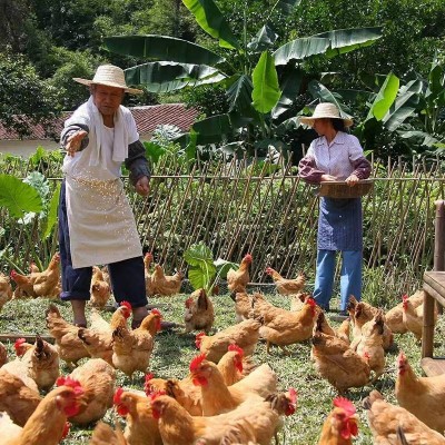 温氏跑步小土鸡650g 童子鸡土鸡 生鲜鸡肉/袋图2