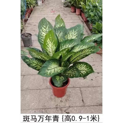 北京同城万年青绿巨人盆栽室内客厅盆景植物吸甲醛绿植耐活花卉图4