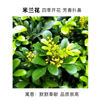 四季米兰花盆栽老桩盆景大叶独杆浓香花卉绿植阳台庭院好养驱蚊图2