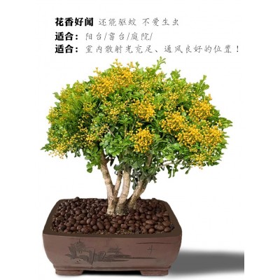 四季米兰花盆栽老桩盆景大叶独杆浓香花卉绿植阳台庭院好养驱蚊图4