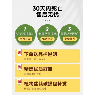 金钱树盆栽植物室内花卉大型客厅好养绿植大摇钱串子招财开业送礼图4