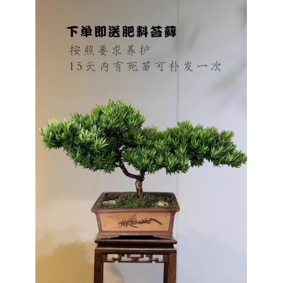 精品高端罗汉松造型盆景矮化金钻海岛菊花心红芽老桩原生台湾盆栽图5