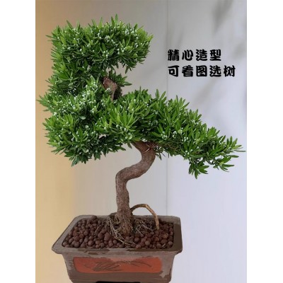 精品高端罗汉松造型盆景矮化金钻海岛菊花心红芽老桩原生台湾盆栽图3