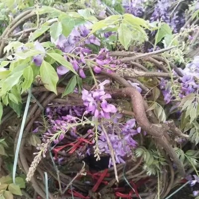 紫藤花树苗老桩阳台庭院爬藤植物四季开花卉盆栽花苗耐寒好养绿植图2