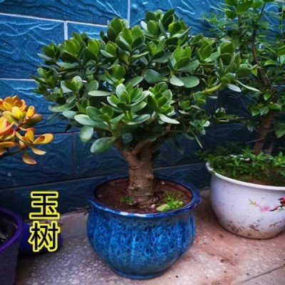 玉树盆栽苗老桩大叶玉树花植物多肉燕子掌室内客厅绿植花卉包邮图2