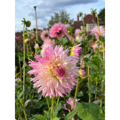 大丽花种球根地瓜花种球四季开花多年生室内庭院阳台花卉盆栽植物图3