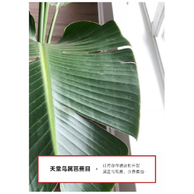 天堂鸟盆栽客厅办公室内大型绿植四季花卉大叶植物新房家用吸甲醛图5