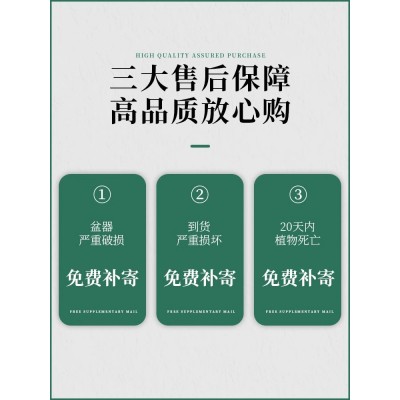 小叶赤楠老桩盆栽盆景迷你植物室内花卉办公室桌面小绿植好养四季图5