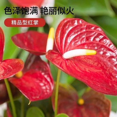 红掌白掌盆栽带花一帆风顺花卉植物室内绿植水培鸿运当头四季好养图2