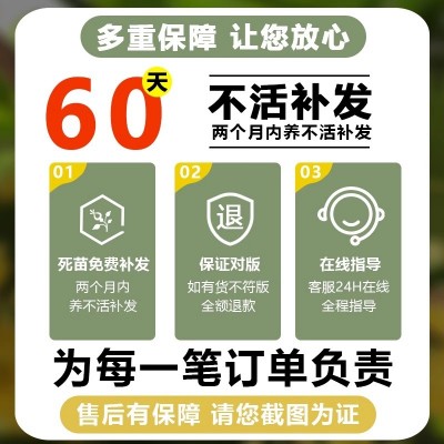 桂花盆栽四季桂花卉室内客厅绿植金桂树苗大树浓香型开花不断植物图3