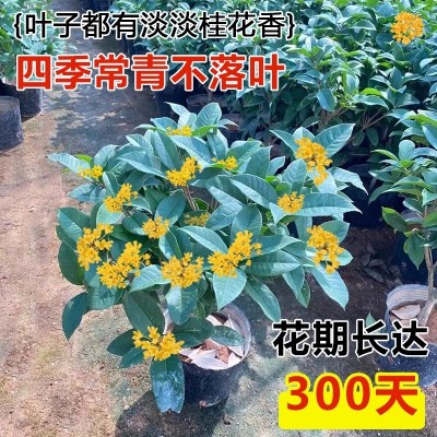 桂花盆栽四季桂花卉室内客厅绿植金桂树苗大树浓香型开花不断植物图2