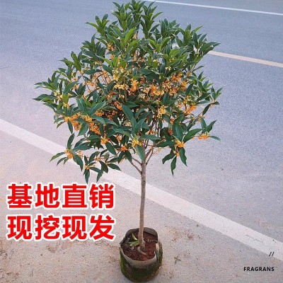 桂花盆栽四季桂花卉室内客厅绿植金桂树苗大树浓香型开花不断植物图5