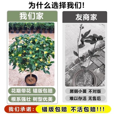 桂花盆栽四季桂花卉室内客厅绿植金桂树苗大树浓香型开花不断植物图4