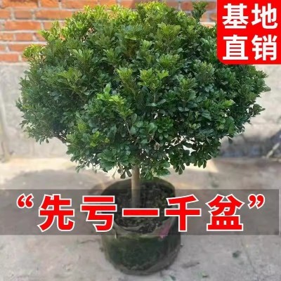 米兰花盆栽花卉植物室内花树苗四季开花大颗好养净化空气老桩绿植图4