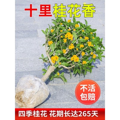 桂花树苗四季桂盆栽八月桂花苗金桂丹桂开花浓香花卉阳台庭院植物图2