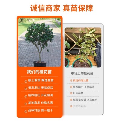 桂花树苗四季桂盆栽八月桂花苗金桂丹桂开花浓香花卉阳台庭院植物图4