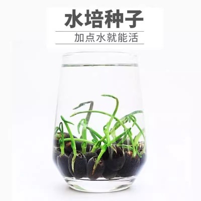 碗莲种子四季开花水培水养绿植物室内外阳台睡莲荷花无土盆栽花卉图4