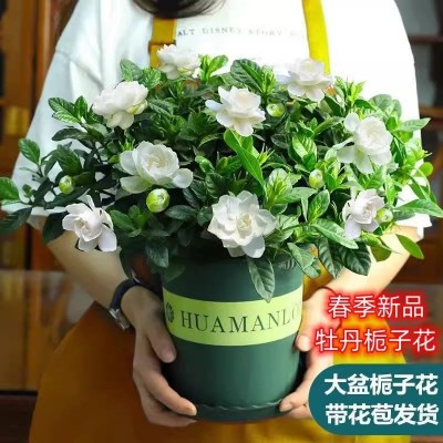 大盆栀子花带花苞 室内绿植盆栽水培四季开花花卉大全除甲醛好养图2