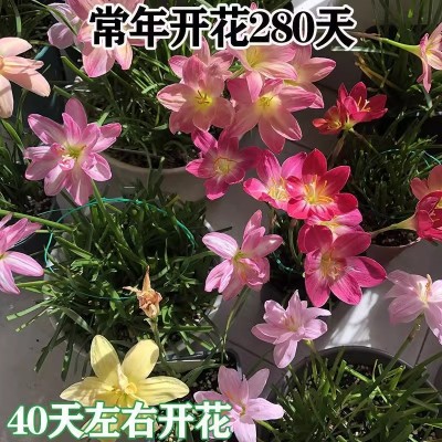 重瓣风雨兰种球四季开花盆栽室内植物客厅阳台好养花卉大全养不死图3