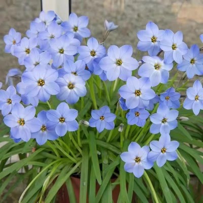 重瓣风雨兰种球四季开花盆栽室内植物客厅阳台好养花卉大全养不死图4