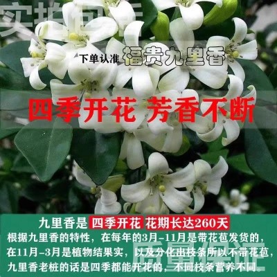 新疆包邮九里香绿植盆栽室内 好养花卉市场花大全驱蚊虫植物图2