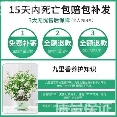 新疆包邮九里香绿植盆栽室内 好养花卉市场花大全驱蚊虫植物图3