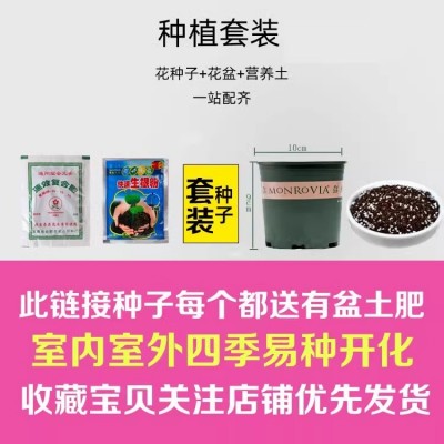 洋桔梗种子四季种易活室内盆栽花卉草籽室内外开花植物花种子大全图2