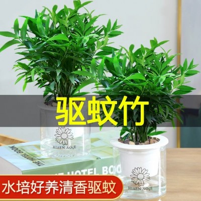 驱蚊竹柏盆栽驱蚊草水培桌面富贵竹花卉大全室内易活绿植水养植物图2