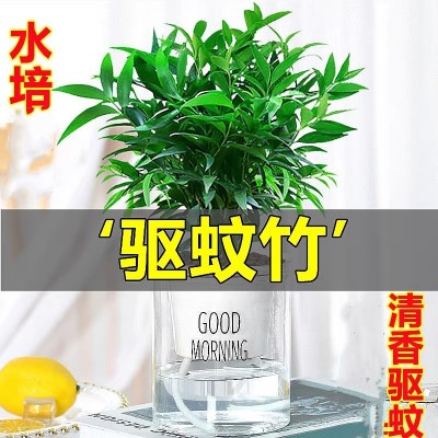 驱蚊竹柏盆栽驱蚊草水培桌面富贵竹花卉大全室内易活绿植水养植物图3