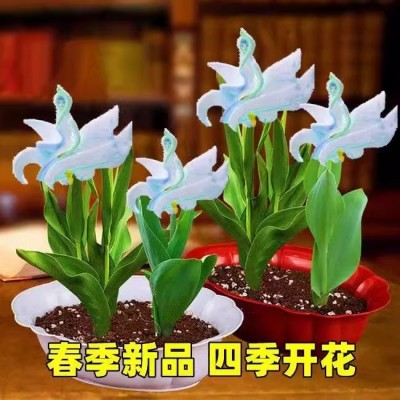 美人莲球根浓香型新品花卉大全四季南北方好养开花驱蚊虫绿植盆栽图4