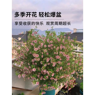 小木槿花卉盆栽棒棒糖耐寒耐热庭院室内阳台四季开花好养植物大全图2