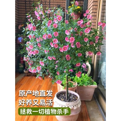 小木槿花卉盆栽棒棒糖耐寒耐热庭院室内阳台四季开花好养植物大全图4